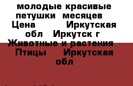 молодые красивые петушки 5месяцев. › Цена ­ 500 - Иркутская обл., Иркутск г. Животные и растения » Птицы   . Иркутская обл.